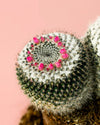 Cactus Mammillaria Alba M - Pur Plant