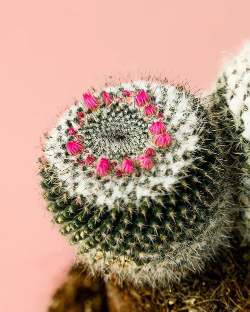 Cactus Mammillaria Alba M - Pur Plant