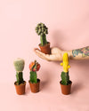 Cactus Mix Mini Box M - Pur Plant