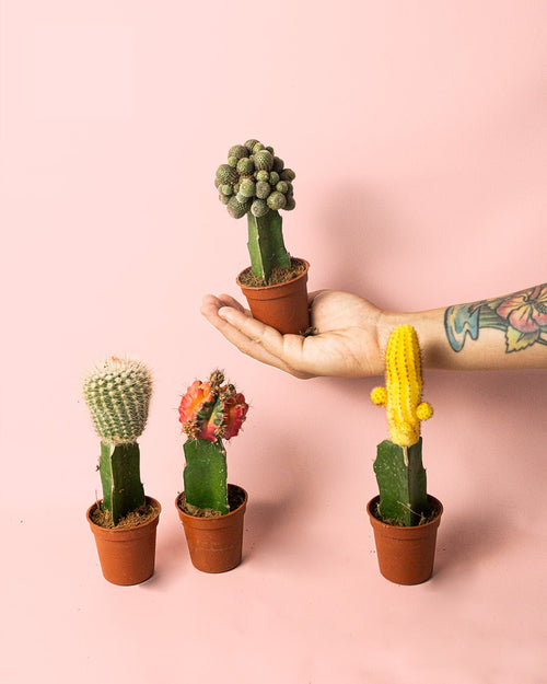 Cactus Mix Mini Box M - Pur Plant