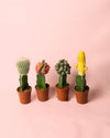 Cactus Mix Mini Box M - Pur Plant