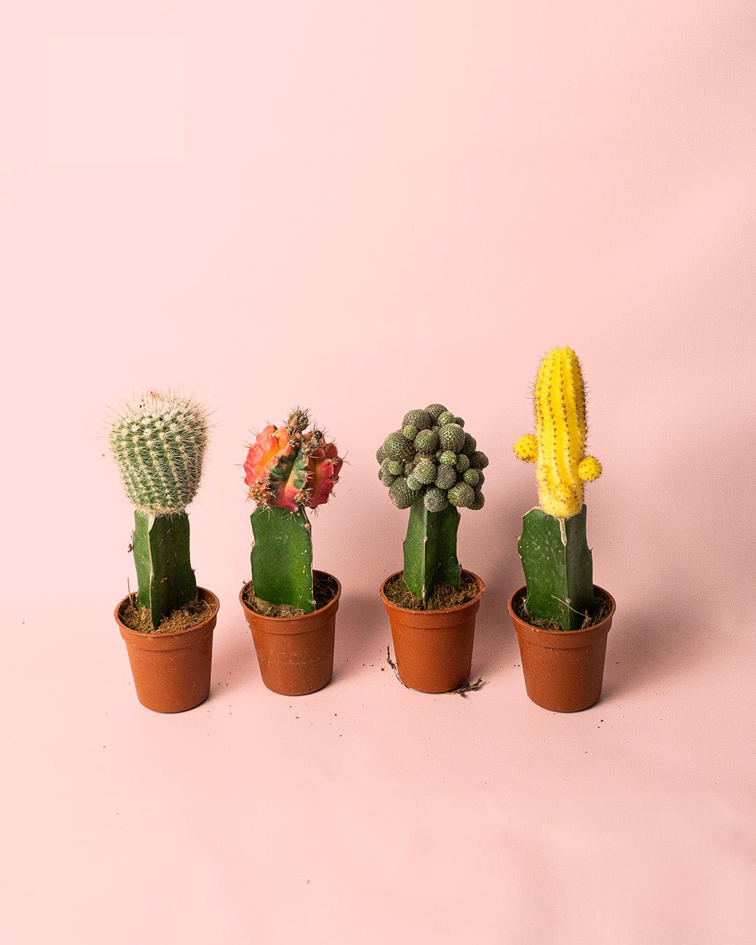 Cactus Mix Mini Box M - Pur Plant