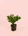 Cactus de Navidad Blanco Mini