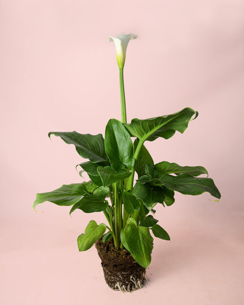 Cala – Lirio del Agua L - Pur Plant