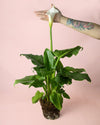 Cala – Lirio del Agua L - Pur Plant