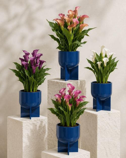 Cala – Lirio del Agua Mix L