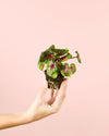 Caladium Casey Mini - Pur Plant