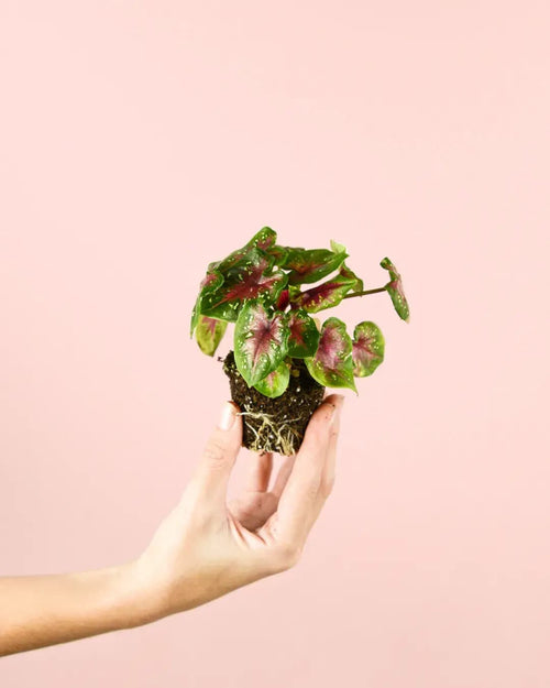 Caladium Casey Mini - Pur Plant