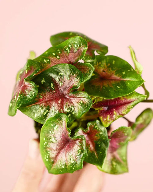 Caladium Casey Mini - Pur Plant