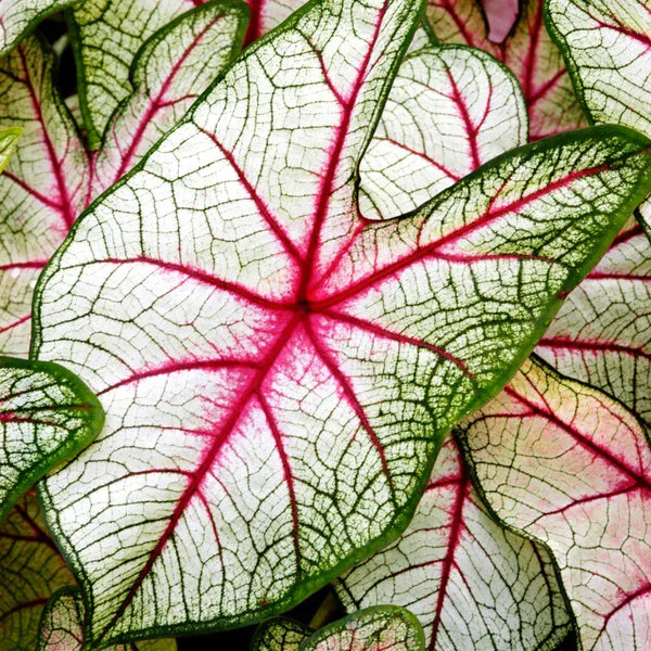Cómo Cuidar Caladium