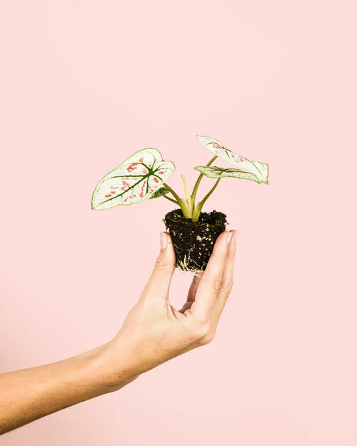 Caladium Kelly White Mini - Pur Plant