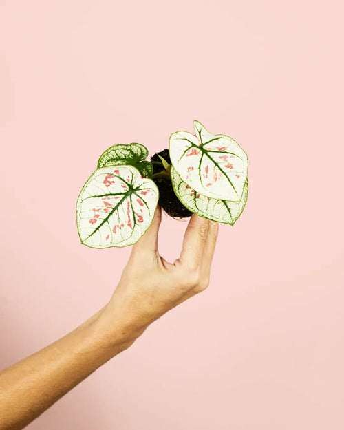 Caladium Kelly White Mini - Pur Plant