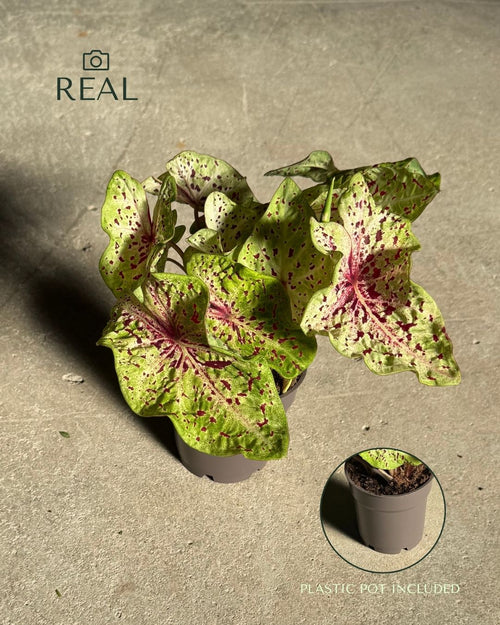 Caladium Miss Muffet M - Pur Plant