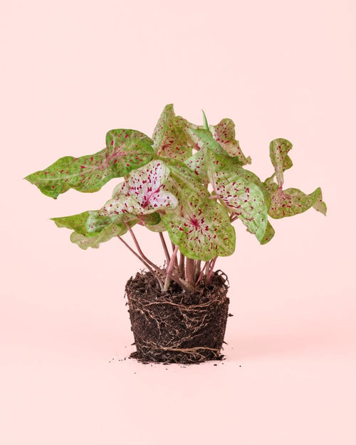 Caladium Miss Muffet M - Pur Plant