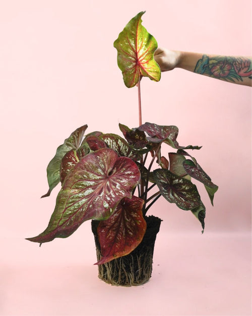 Caladium Pink M - Pur Plant