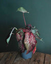 Caladium Pink M - Pur Plant