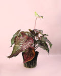 Caladium Pink M