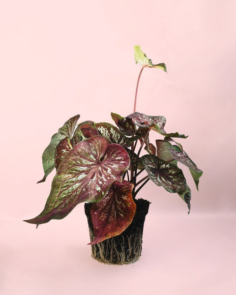 Caladium Pink M