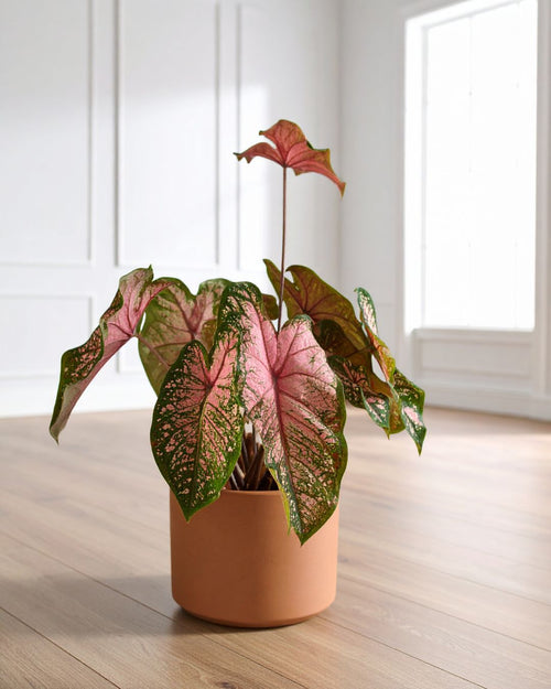 Caladium Pink M - Pur Plant