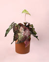 Caladium Pink M - Pur Plant