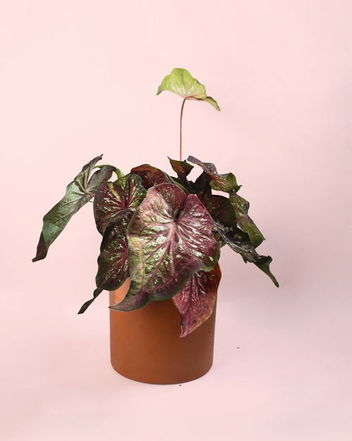 Caladium Pink M - Pur Plant