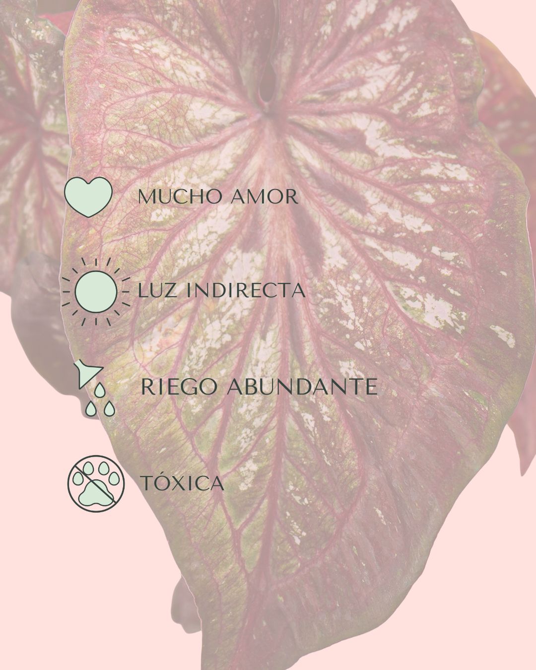 Caladium Pink M - Pur Plant