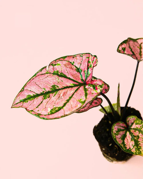 Caladium Pink Mini - Pur Plant