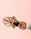 Caladium Pink Mini - Pur Plant