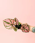 Caladium Pink Mini