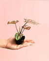 Caladium Pink Mini - Pur Plant