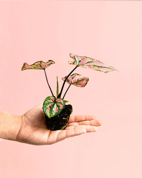 Caladium Pink Mini - Pur Plant