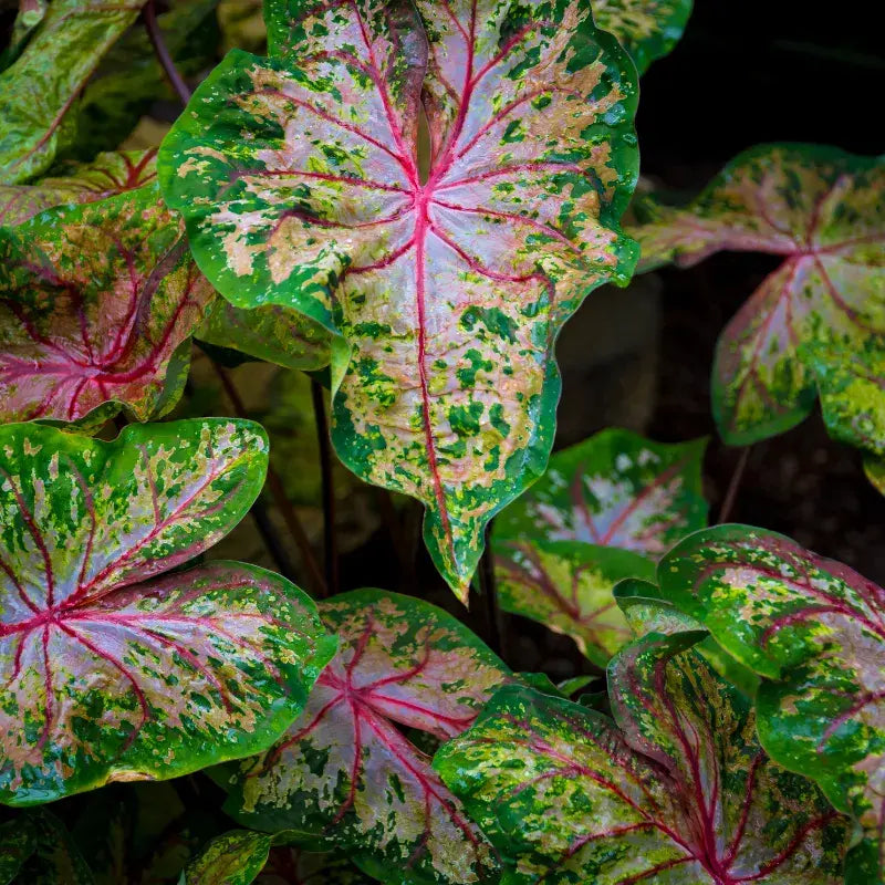 Problemas Plantas Caladium