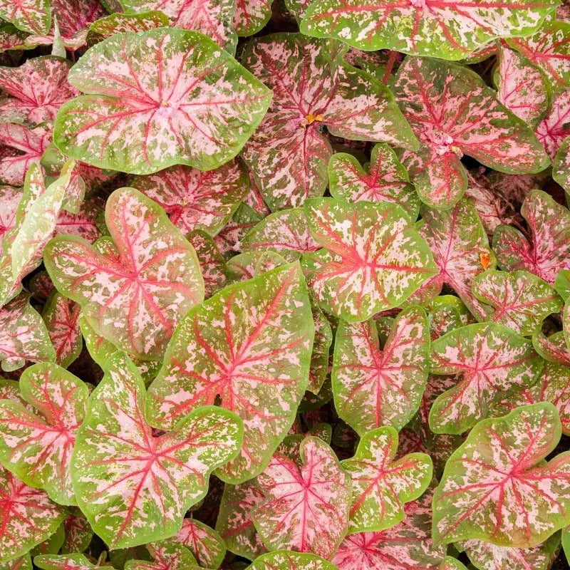 caladium-tipos