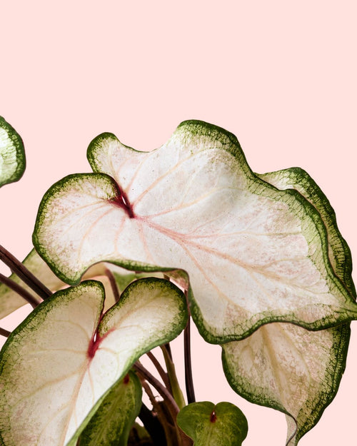 Caladium White M - Pur Plant