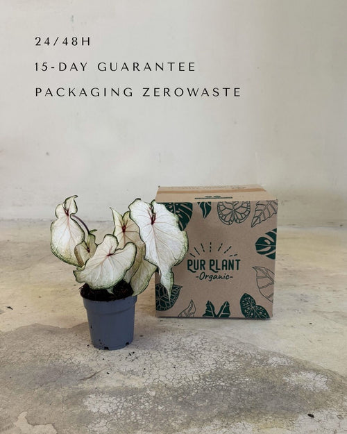 Caladium White M - Pur Plant
