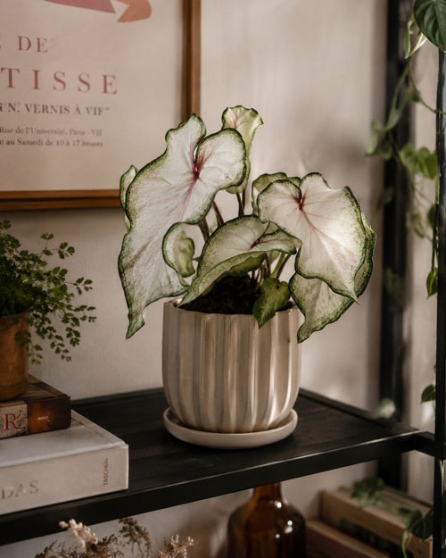 Caladium White M - Pur Plant