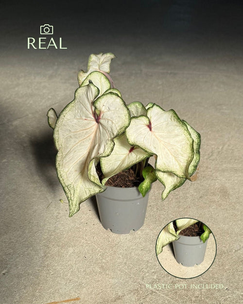 Caladium White M - Pur Plant