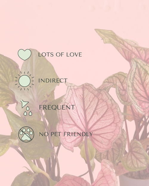 caladium_lucia_care