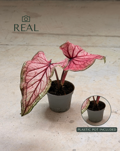 caladium_lucia_mix_real