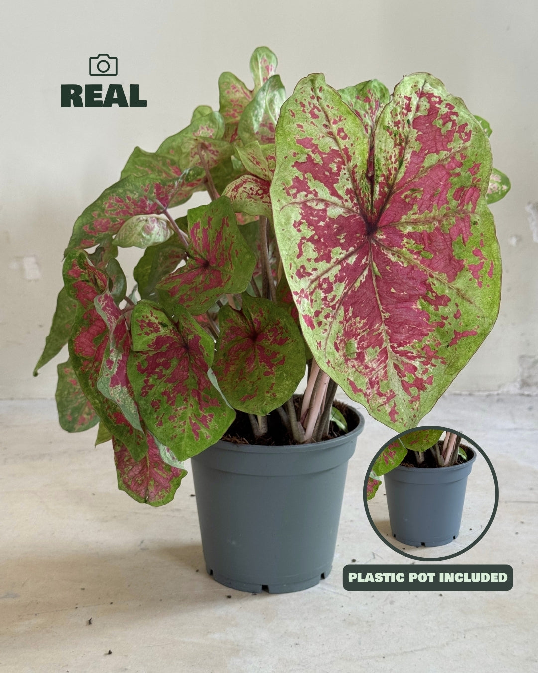 Caladium Miss Muffet L