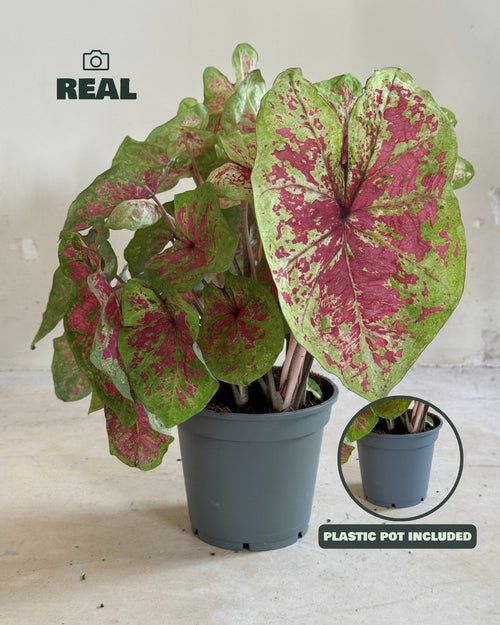 Caladium Miss Muffet L