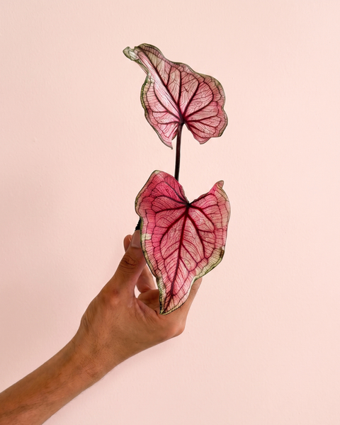 Caladium Pink Lucia Mini