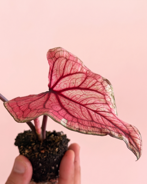 caladium_pink_lucia_mix_detail