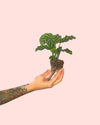 Calathea Freddie Mini - Pur Plant