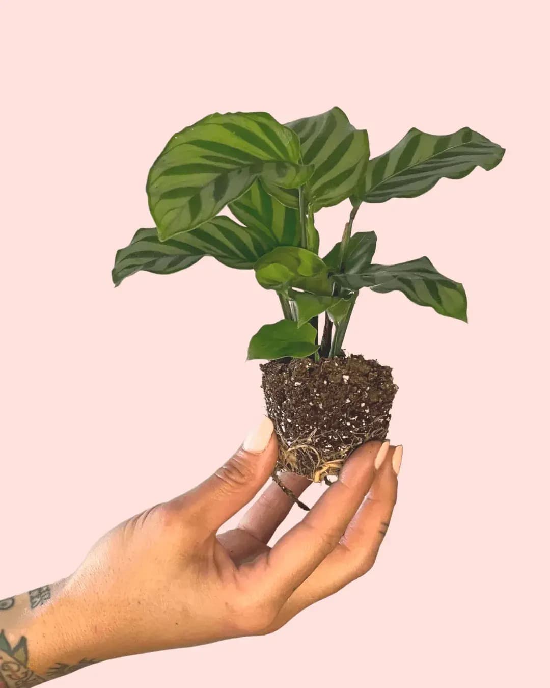 Calathea Freddie Mini - Pur Plant