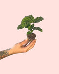Calathea Freddie Mini
