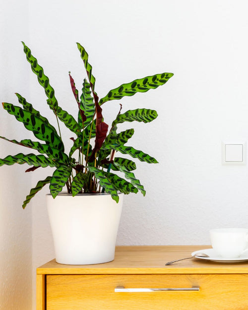 Calathea Lancifolia M - Pur Plant
