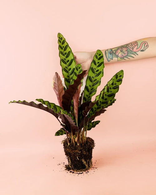 Calathea Lancifolia M - Pur Plant
