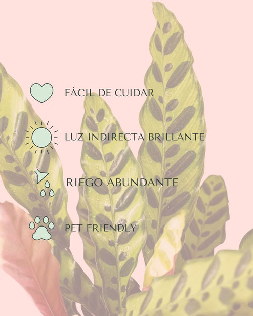 Calathea Lancifolia M - Pur Plant