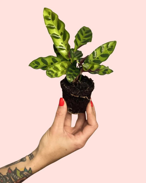 Calathea Lancifolia Mini - Pur Plant